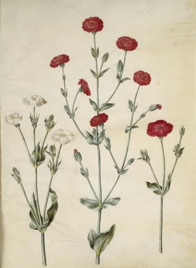 Silene coronaria (krone søpindsvin) af Hans Simon Holtzbecker