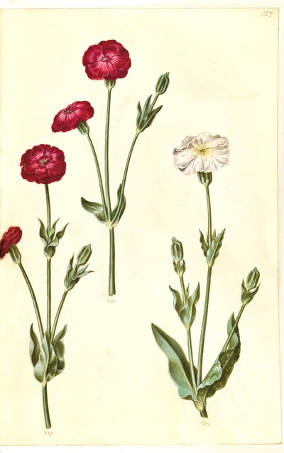 Silene coronaria (krone søpindsvin) af Hans Simon Holtzbecker