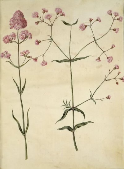 Silene viscaria (almindelig tjærenellike); Silene (trævlekrone) af Hans Simon Holtzbecker