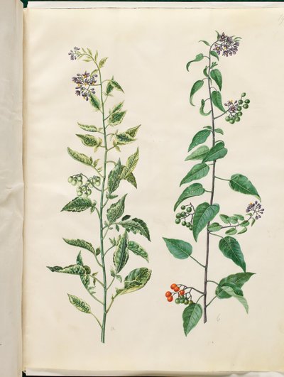 Solanum dulcamara (bittersød natskygge) af Hans Simon Holtzbecker