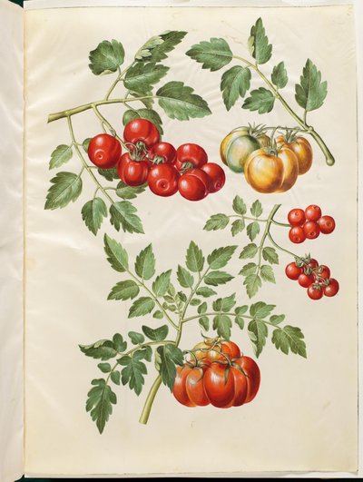 Solanum lycopersicum L. (almindelig tomat) af Hans Simon Holtzbecker
