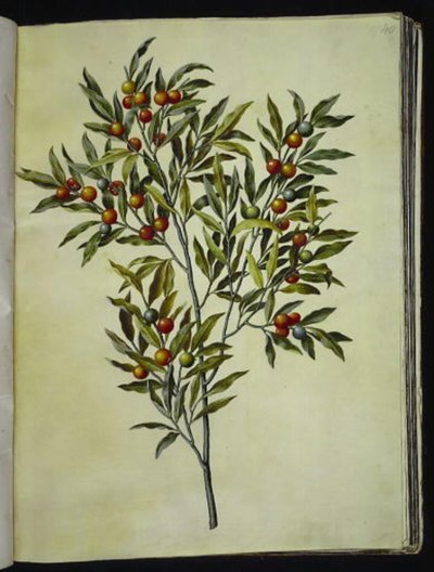 Solanum pseudocapsicum (Jerusalem-koralbjørn) af Hans Simon Holtzbecker
