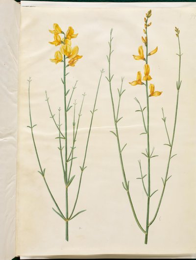 Spartan Junceum (Spartium) af Hans Simon Holtzbecker
