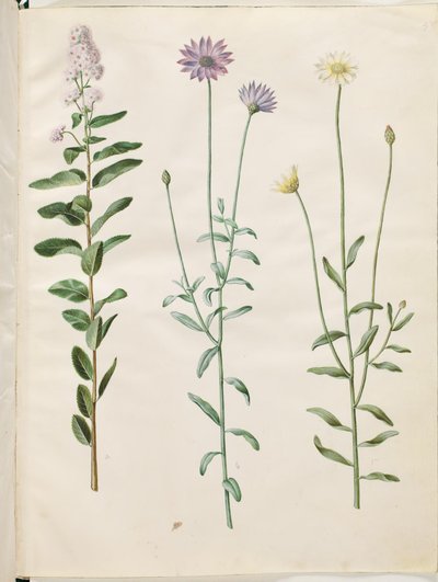 Spiraea salicifolia (pilebladed spirea); Catananche blå (blå rasleblomst) af Hans Simon Holtzbecker