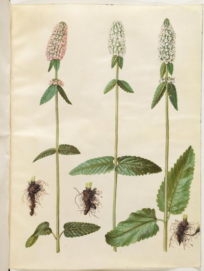 Stachys officinalis (læge-betonie) af Hans Simon Holtzbecker