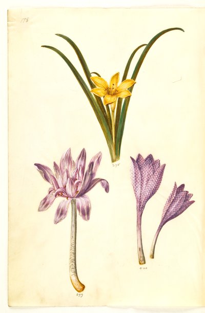 Sternbergia lutea (almindelig sternbergia); Colchicum autumnale (høst-tidløs); Colchicum broget (plettet tidløs) af Hans Simon Holtzbecker
