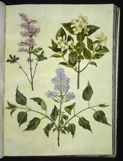 Syringa ×persica (persisk syren); Philadelphus coronarius (vellugtende pibeved); Syringa vulgaris (almindelig syren) af Hans Simon Holtzbecker