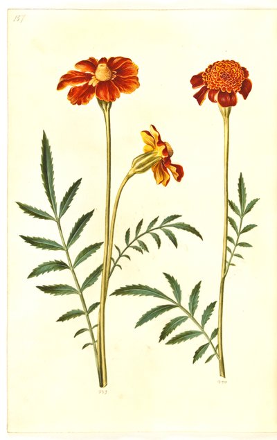 Tagetes patula (udspærret fløjlsblomst) af Hans Simon Holtzbecker