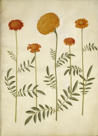 Tagetes patula (udspærret fløjlsblomst); Tagetes erecta (opret fløjlsblomst) af Hans Simon Holtzbecker