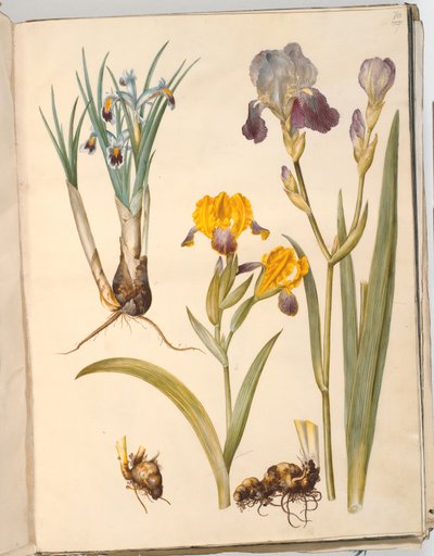 Titel: Iris persica (persisk iris); Iris variegata (broget iris); Iris ×sambucina (hylde-iris) af Hans Simon Holtzbecker