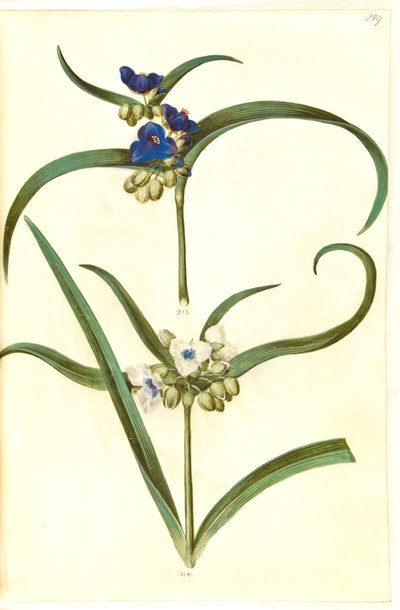 Tradescantia virginiana eller Tradescantia ohiensis (?) (blomsterjøde) af Hans Simon Holtzbecker