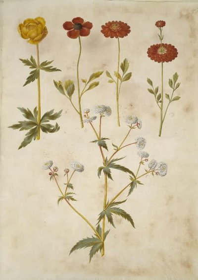 Trollius europaeus (europæisk engblomme); Ranunculus asiaticus (have-ranunkel); Ranunculus aconitifolius (sølvknap-ranunkel) af Hans Simon Holtzbecker