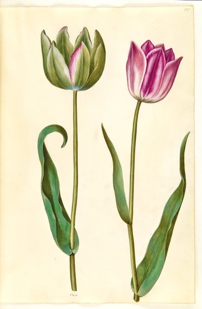 Tulipa gesneriana (har-tulipan) af Hans Simon Holtzbecker