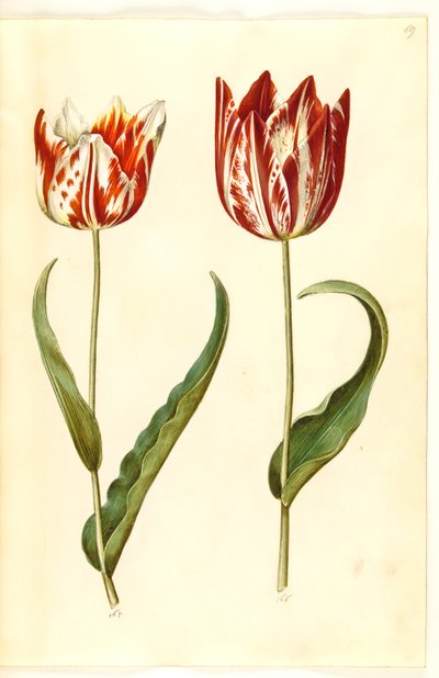 Tulipa gesneriana (har-tulipan) af Hans Simon Holtzbecker