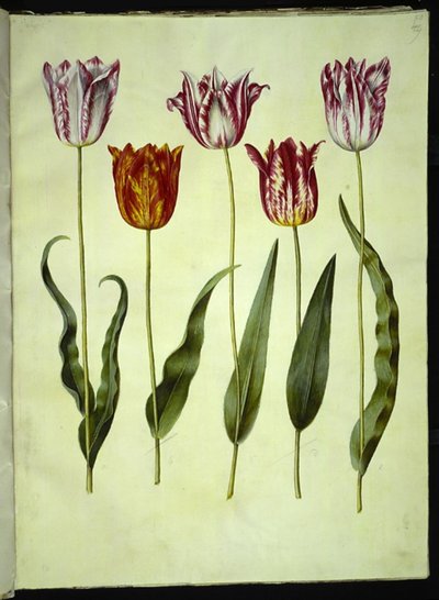 Tulipa gesneriana (har-tulipan) af Hans Simon Holtzbecker