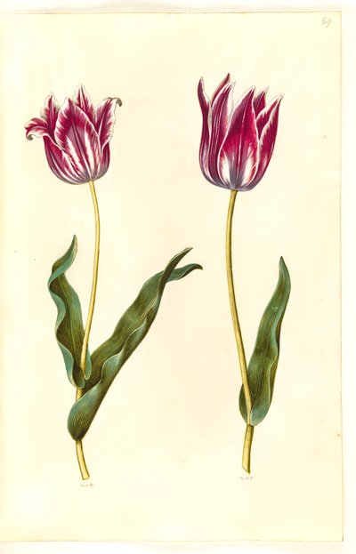 Tulipa gesneriana (har-tulipan) af Hans Simon Holtzbecker