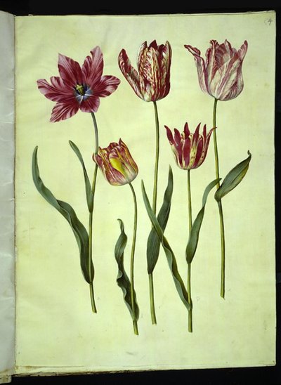 Tulipa gesneriana (har-tulipan) af Hans Simon Holtzbecker