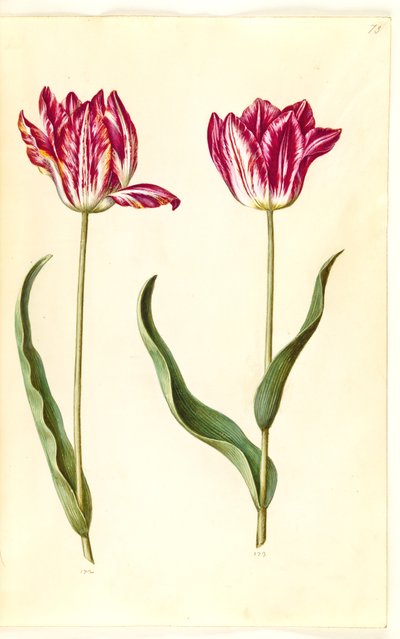 Tulipa gesneriana (har-tulipan) af Hans Simon Holtzbecker