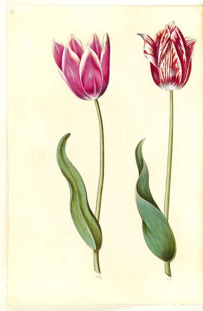 Tulipa gesneriana (har-tulipan) af Hans Simon Holtzbecker