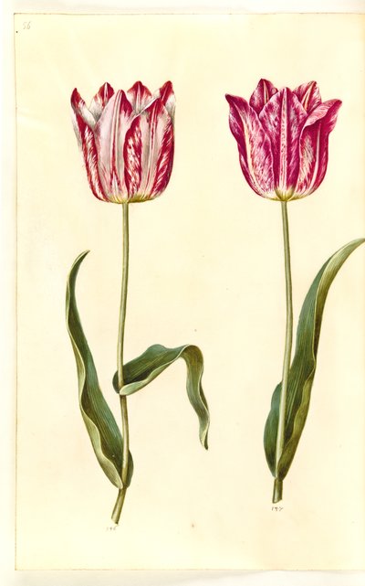 Tulipa gesneriana (har-tulipan) af Hans Simon Holtzbecker