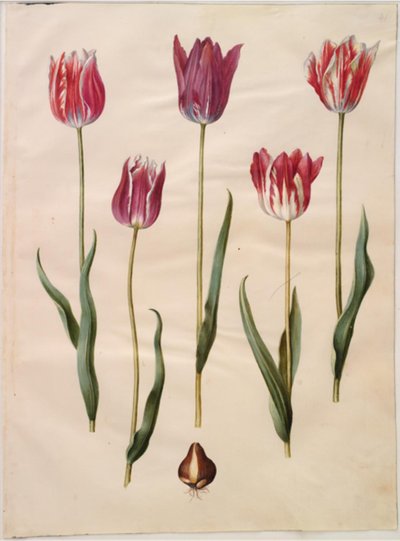 Tulipa gesneriana (har-tulipan) af Hans Simon Holtzbecker
