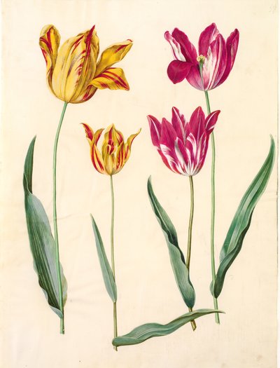 Tulipa gesneriana (har-tulipan) af Hans Simon Holtzbecker