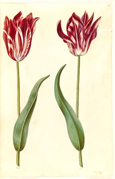 Tulipa gesneriana (har-tulipan) af Hans Simon Holtzbecker