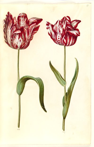 Tulipa gesneriana (har-tulipan) af Hans Simon Holtzbecker