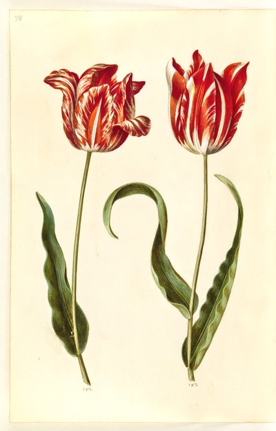 Tulipa gesneriana (har-tulipan) af Hans Simon Holtzbecker
