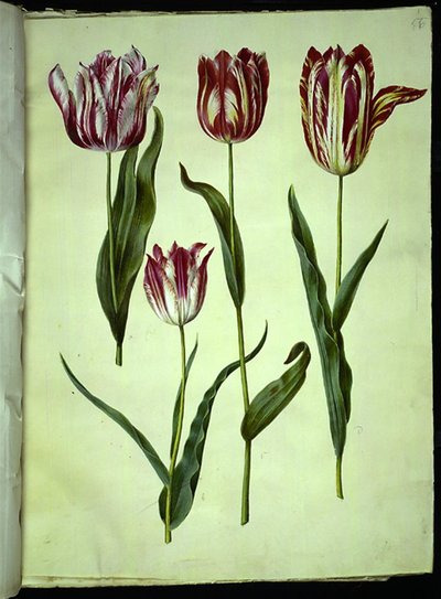Tulipa gesneriana (har-tulipan) af Hans Simon Holtzbecker