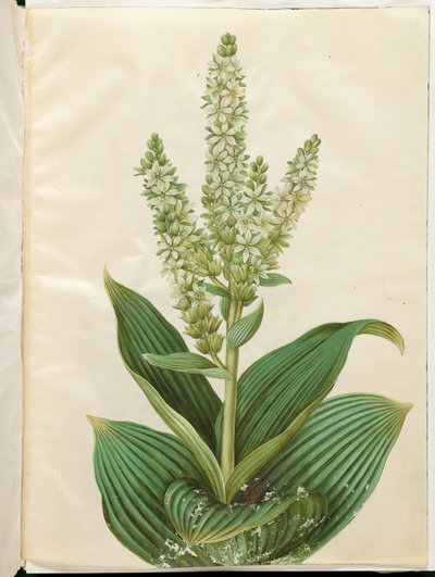 Veratrum album (hvid foldblad) af Hans Simon Holtzbecker