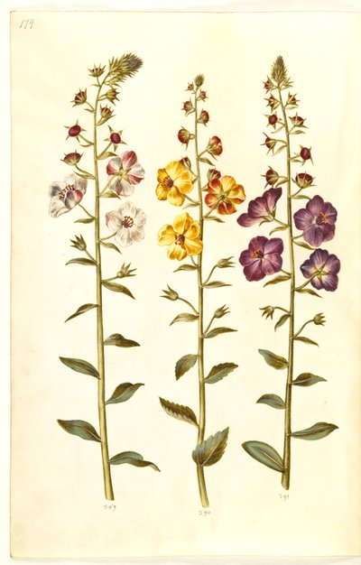 Verbascum blattaria (klase-kongelys); Fønicisk verbascum (lilla-congelys) af Hans Simon Holtzbecker