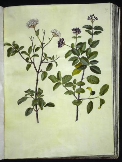Viburnum tinus (vinter-snebolle) af Hans Simon Holtzbecker
