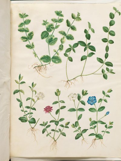 Vinca minor (liden singrøn) af Hans Simon Holtzbecker