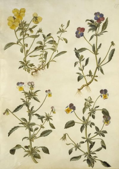 Viola cornuta (horn-viol); Viola tricolor (almindelig stedmoderblomst) af Hans Simon Holtzbecker