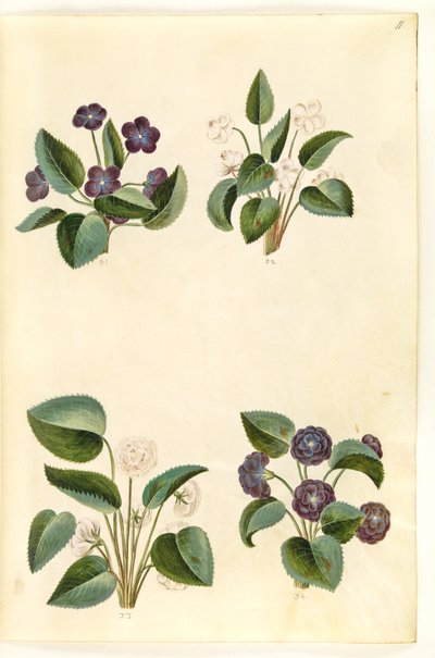 Viola odorata (marts-viol) af Hans Simon Holtzbecker