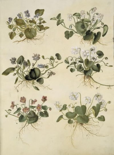 Viola odorata (marts-viol) af Hans Simon Holtzbecker