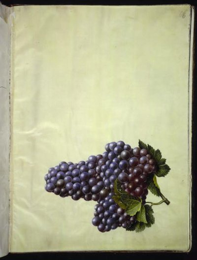 Vitis vinifera (almindelig vin) af Hans Simon Holtzbecker