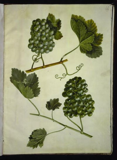 Vitis vinifera (almindelig vin) af Hans Simon Holtzbecker