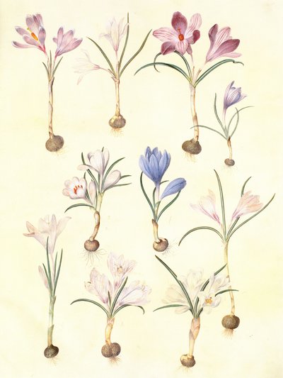 krokus vernus af Hans Simon Holtzbecker