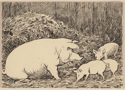 Tegning til lærebogen: Gris af Hans Thoma