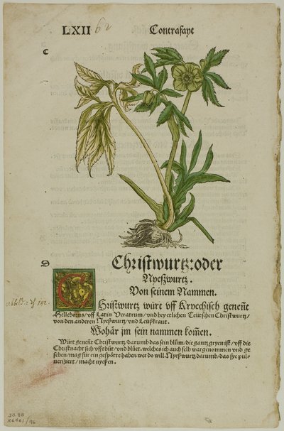 Christwurz (Hellebore) fra Herbarium (Kräuterbuch), plade 96 fra Træsnit fra Books of the XVI Century af Hans Weiditz, II