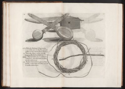 Illustration fra rejsen til øen Madera, Barbados... bind 2, 1815 af Hans after Sloane