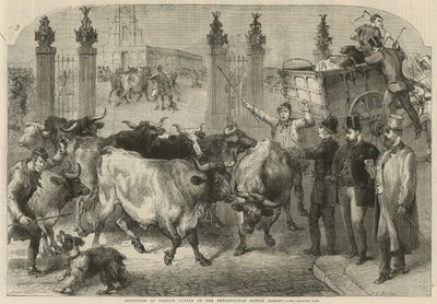 Inspektion af udenlandsk kvæg på Metropolitan Cattle Market (gravering) af Harden Sidney (after) Melville