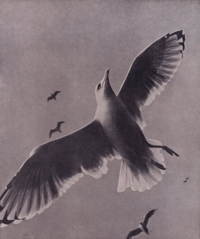 Hurtig og højtsvævende, Meredith (s/h-billede) af Harold Burdekin