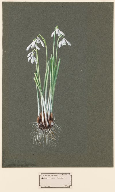 Galanthus nivalis L. Vintergæk, c1903-1915. af Harold Drinkwater