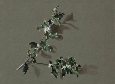 Ilex aquifolium L. Almindelig kristtorn, c1870-1920. af Harold Drinkwater