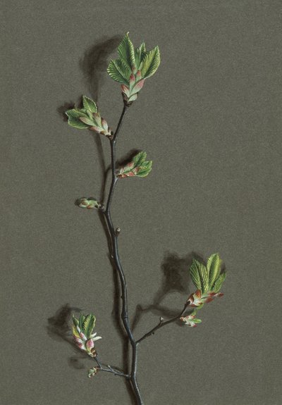 Ulmus glabra Huds Wych Elm, c1870-1920. af Harold Drinkwater