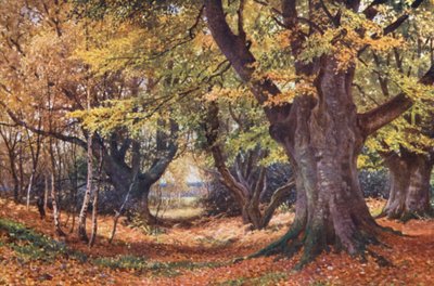 Bøgetræer i efteråret, nær Godalming (farvelitografi) af Harold Sutton Palmer