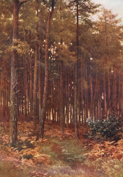 Dybet af en granskov, Ripley (farvelitografi) af Harold Sutton Palmer